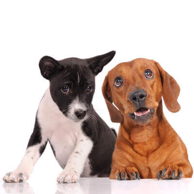 Black and White Puppy / Brown Puppy
